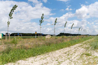 newly planted trees growing in a row on green meadow